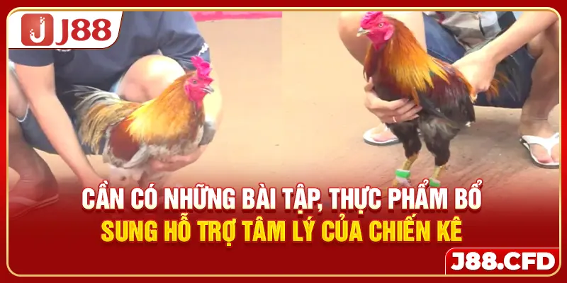 Cần có những bài tập, thực phẩm bổ sung hỗ trợ tâm lý của chiến kê