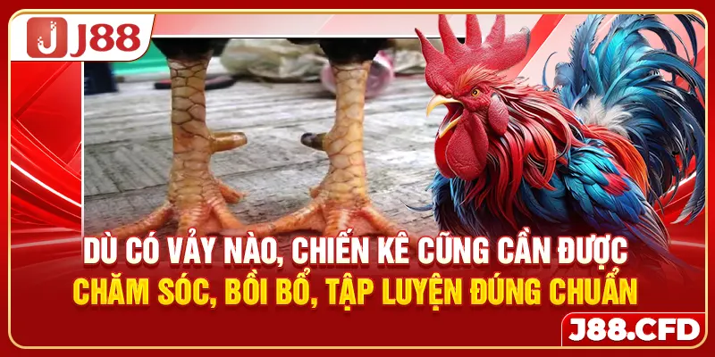 Dù có vảy nào, chiến kê cũng cần được chăm sóc, bồi bổ, tập luyện đúng chuẩn