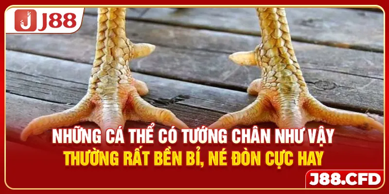 Những cá thể có tướng chân như vậy thường rất bền bỉ, né đòn cực hay
