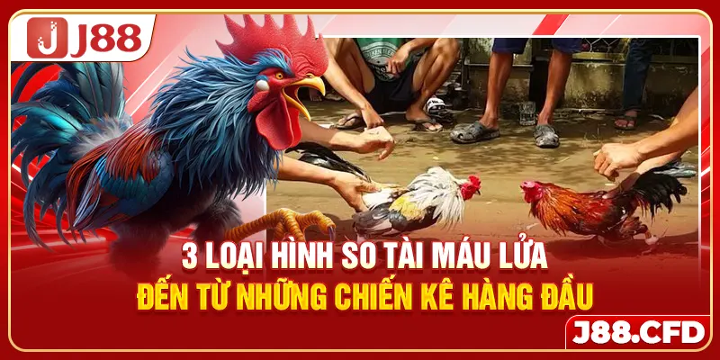 3 loại hình so tài máu lửa đến từ những chiến kê hàng đầu