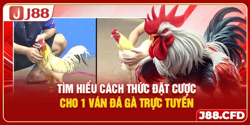 Tìm hiểu cách thức đặt cược cho 1 ván đá gà trực tuyến